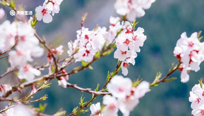 鞍山市春季赏花去哪里  鞍山春季踏青赏花的地方