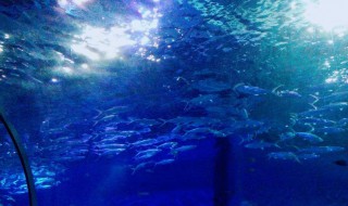 武汉海昌极地海洋公园预约技巧 武汉海昌极地公园免费预约