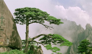 迎客松在哪个山（迎客松在哪座名山）