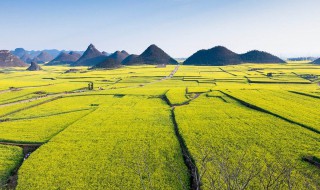 罗平旅游景点大全（罗平旅游景点大全油菜花）