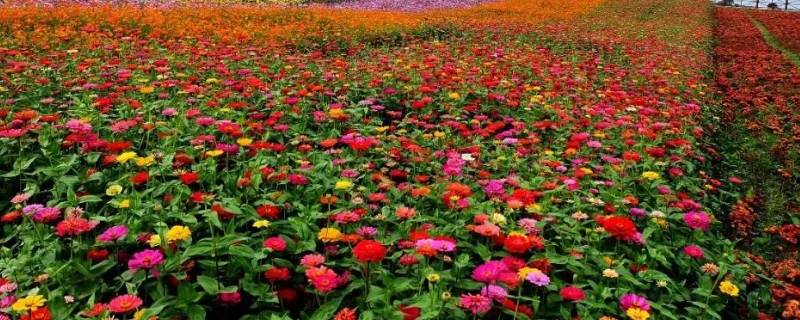 常德花海在什么地方（常德市花海在什么地方）