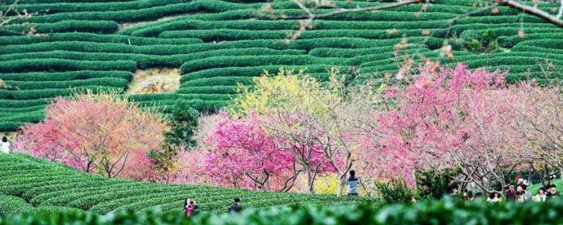 福建樱花茶园在哪里（福建樱花茶园简介）