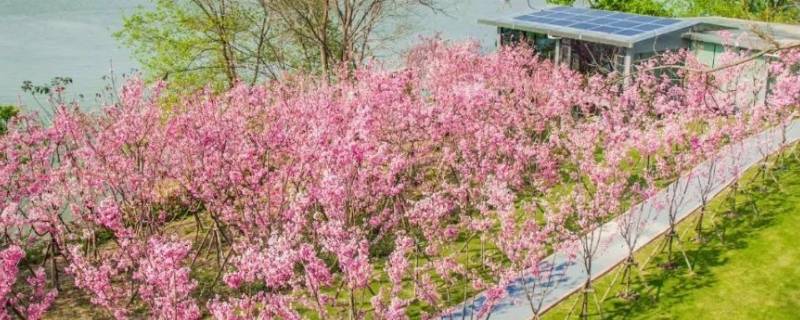 福州鲤鱼洲樱花岛在哪里 福州鲤鱼洲要门票吗