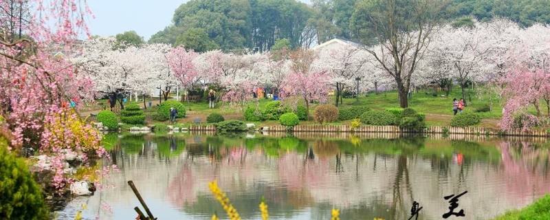 广州樱花园在哪里（广州樱花公园在哪里）