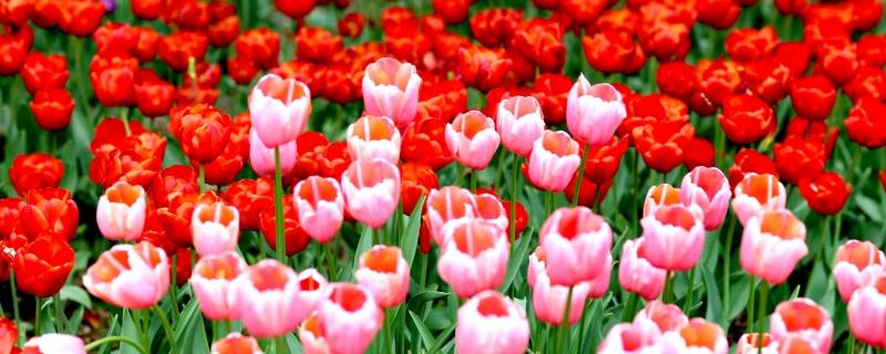 重庆郁金香花海在哪里（重庆哪里有郁金香花海）