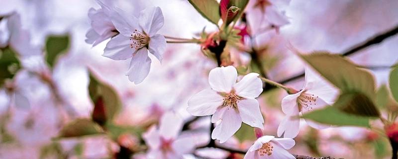 北京樱花公园在哪里（樱花公园在什么地方）